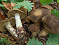 Cortinarius cotoneus