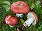 Russula paludosa