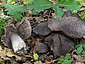 Tricholoma squarrulosum