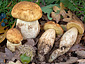 Leccinum crocipodium