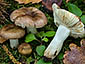 Russula odorata