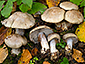 Cortinarius dionysae