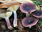 Russula sardonia