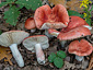 Russula persicina