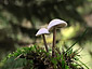 Mycena pura