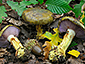 Cortinarius ionochlorus