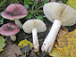 Russula pelargonia