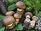 Cortinarius fuscoperonatus