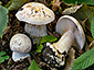 Cortinarius coerulescentium