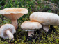 Lactarius pubescens