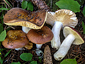 Russula integra