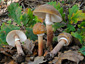 Amanita rubescens