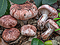 Hygrophorus russula