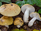 Russula ochroleuca