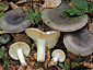 Russula grisea