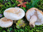 Lactarius pubescens