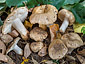 Russula insignis