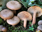 Lactarius quietus