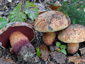 Boletus luteocupreus