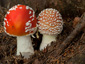 Amanita muscaria