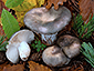 Russula parazurea