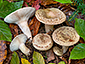 Lactarius blennius