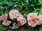 Hydnellum peckii