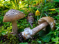 Amanita submembranacea