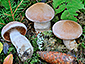 Cortinarius laniger