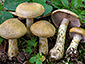 Cortinarius olidus