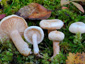 Lactarius scoticus