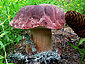 Boletus pinophilus