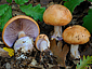 Cortinarius arcuatorum