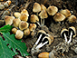 Coprinellus micaceus