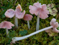 Hygrocybe calyptriformis