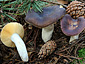 Russula caerulea