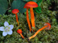 Hygrocybe constrictospora