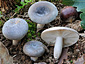 Russula parazurea