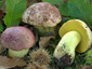 Boletus regius