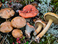 Suillus bovinus con Gomphidius roseus