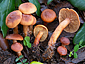 Lactarius atlanticus