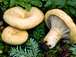 Lactarius intermedius