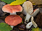 Russula luteotacta