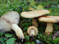 Lactarius repraesentaneus