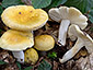 Russula solaris