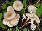 Marasmius wynneae