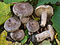 Lactarius pyrogalus