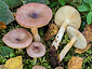 Russula versicolor