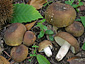 Russula heterophylla f. adusta