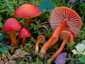 Hygrocybe coccinea